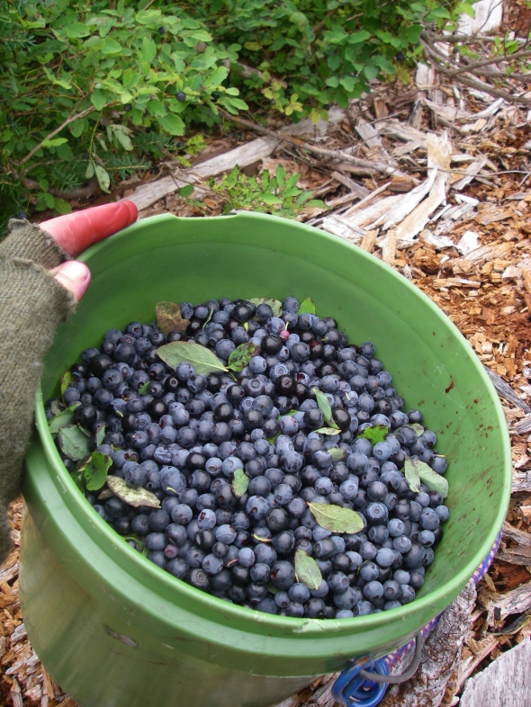 Blueberry Bucket