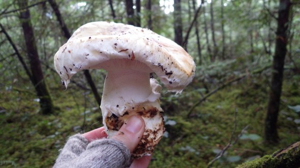 Pine Mushroom